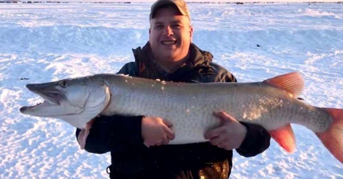 Watch A 50 Pound Fish Get Pulled Through A TINY Hole In The Ice