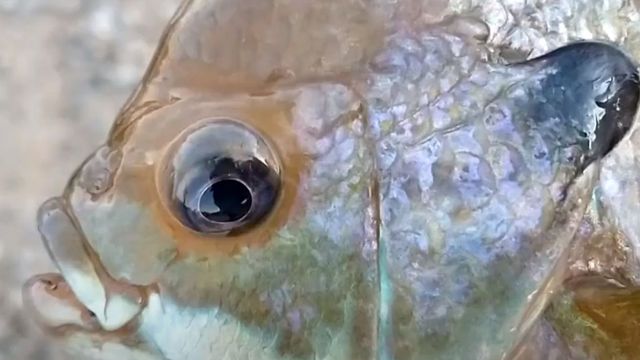 How To Catch More Panfish From The Bank In The Winter