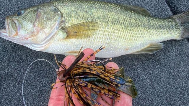 Ever Wonder Why Fish Bite Your Jig On The Fall?