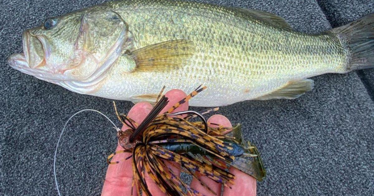 Ever Wonder Why Fish Bite Your Jig On The Fall?