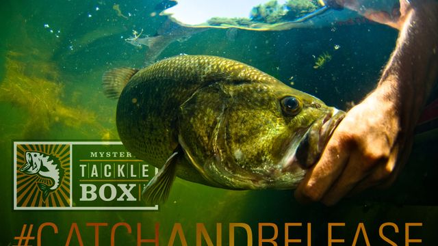3 Reasons to Practice Catch and Release