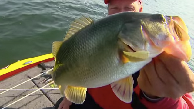 Bassmaster Classic Champ Boyd Duckett Challenged by Todd Hollowell: It's a Fish-Off! [VIDEO]