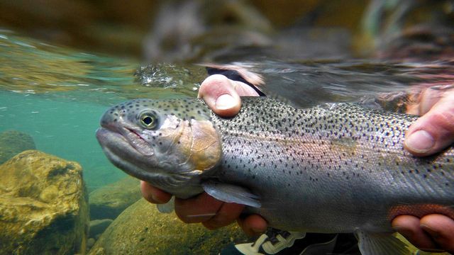 Trout Fishing Lakes Vs Rivers: What's The Difference?