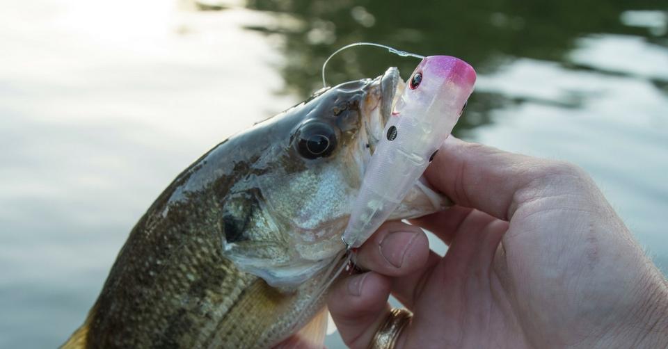 7 Topwater Fishing Tips To Dominate The Surface