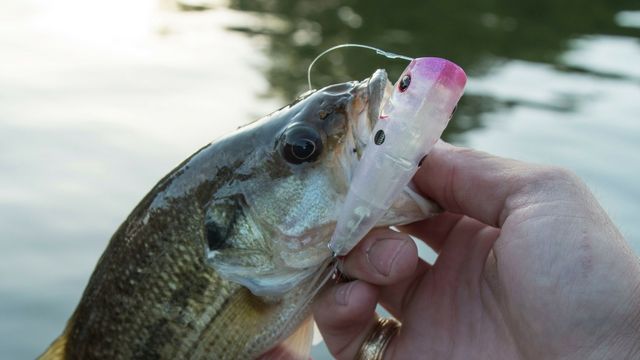 7 Topwater Fishing Tips To Dominate The Surface