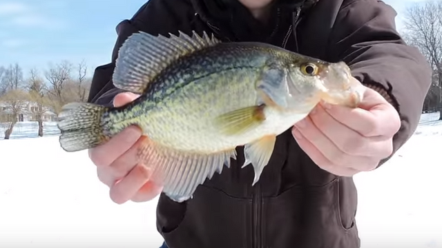 Late Season Ice Fishing For Crappie