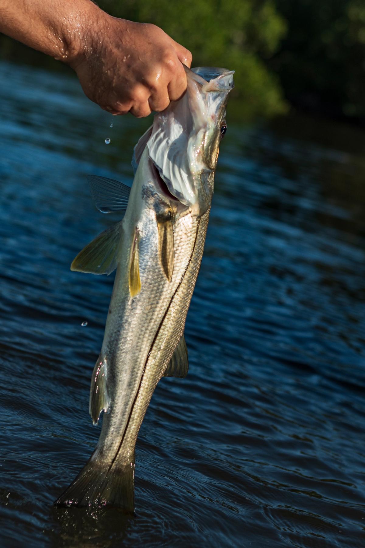 Tarpon