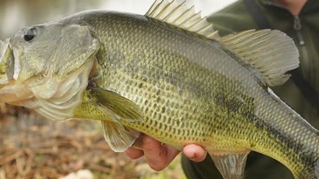 5 Bass Lures You Should Be Throwing This Fall