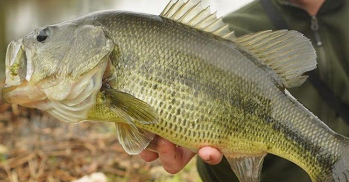 5 Bass Lures You Should Be Throwing This Fall