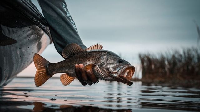 How To Catch More Bass In Every Season: Largemouth All Year Long