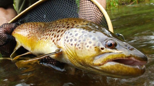 How To Use Casting Bubbles To Catch Trout