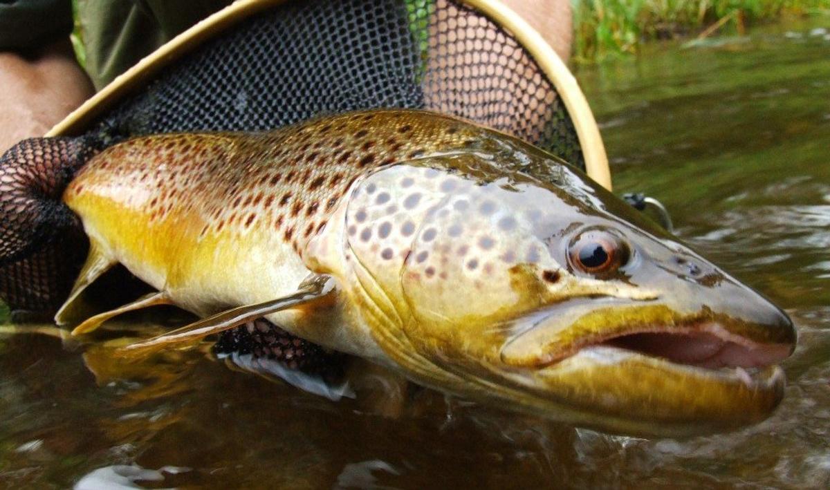 How To Use Casting Bubbles To Catch Trout