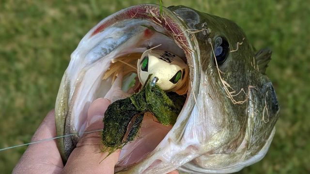 The Secrets To Landing A Bass Without A Net