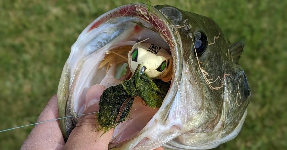 The Secrets To Landing A Bass Without A Net
