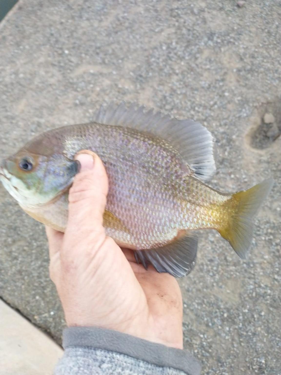 How To Catch Fish In The Phoenix Area: Bottom Feeders Galore