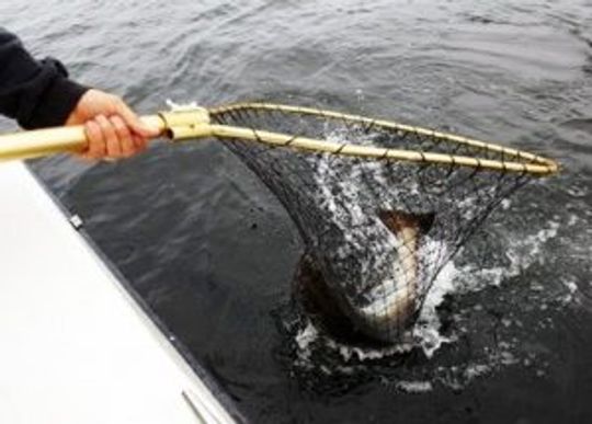 How To Use A Fishing Net The Right Way