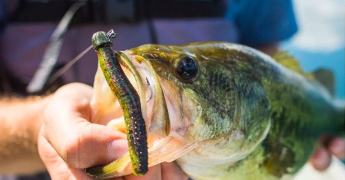 How To Fish a Neko Rig for Bass