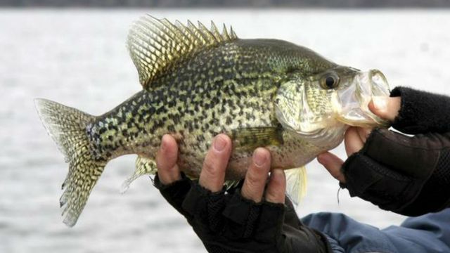 3 Ways To Find And Catch Early Season Crappie