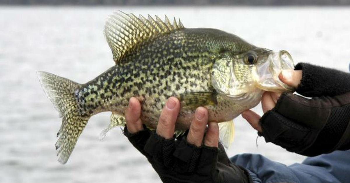3 Ways To Find And Catch Early Season Crappie