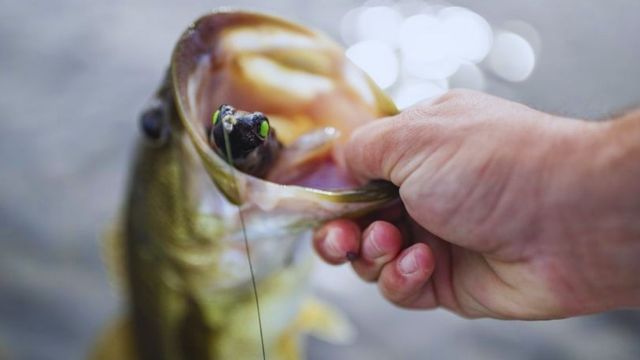 3 Topwater Frog Colors That Work Here, There, And Everywhere - 2021