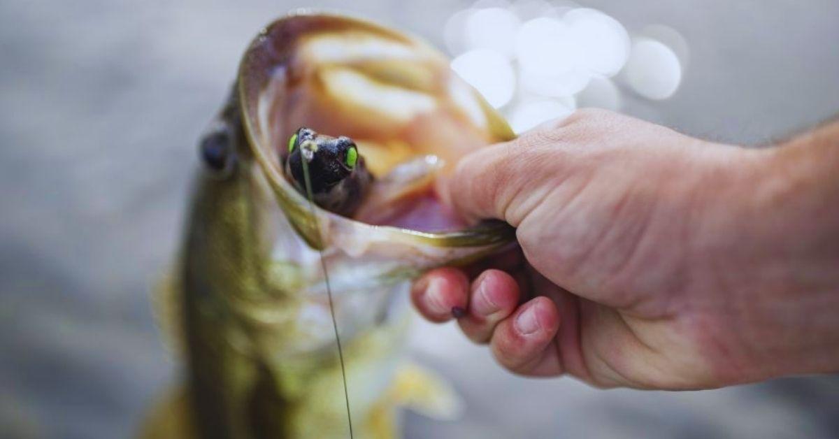 6 Tips For Bass Fishing In Tough Conditions