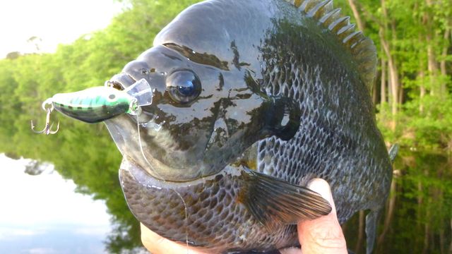 Bluegill Fishing: When Artificials Out-Fish Live Bait