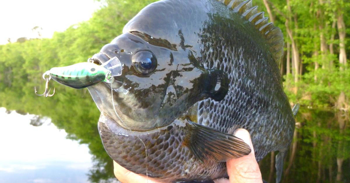 Bluegill Fishing: When Artificials Out-Fish Live Bait