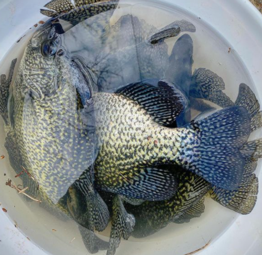 How To Fish Brush Piles For Big Fall Crappie