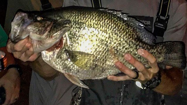 Potential World Record Black Crappie Caught In East Tennessee