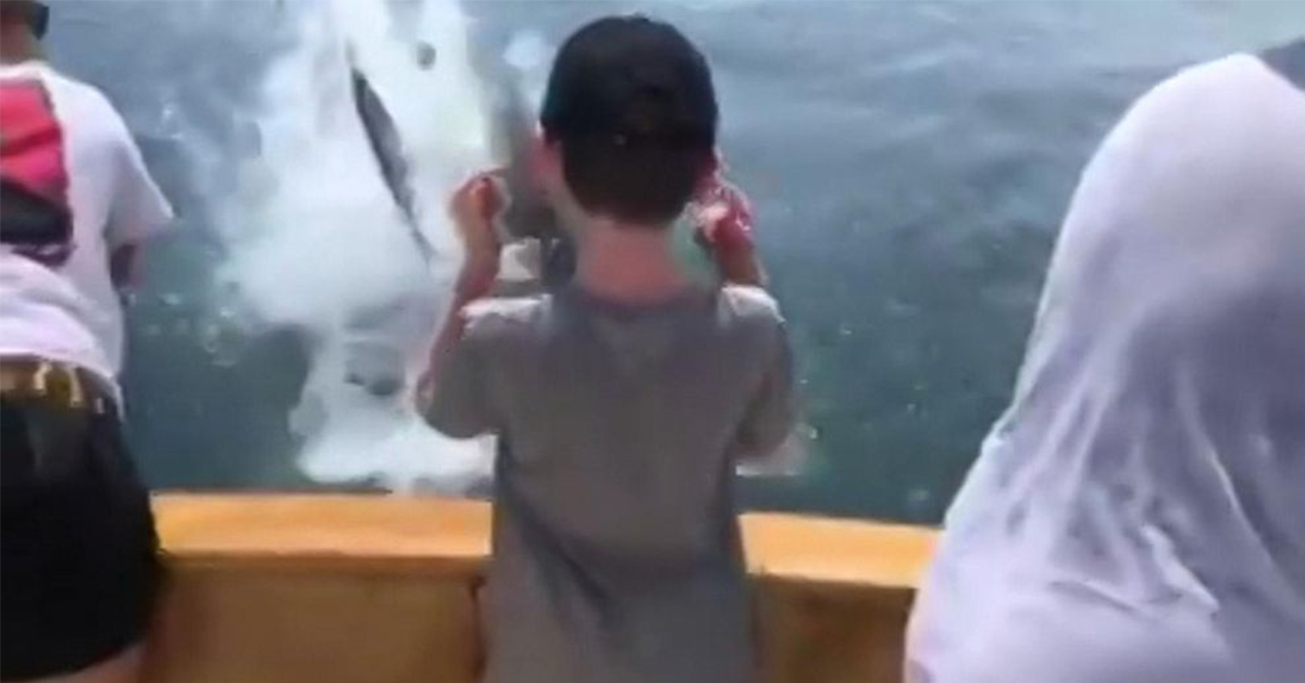 Shark Yeets Out of Water and Snags Boy’s Fish