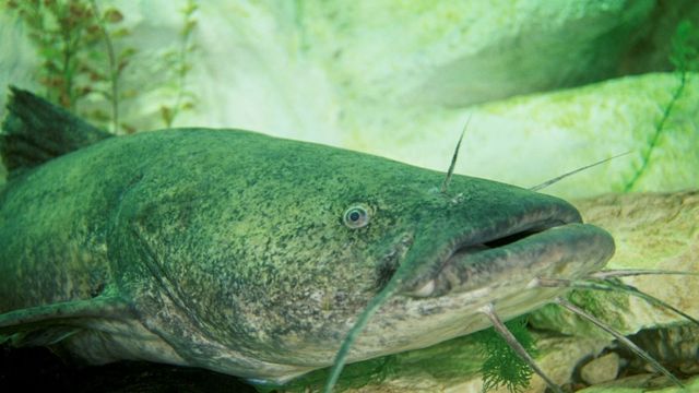 The Record Flathead Catfish  For Every State In America