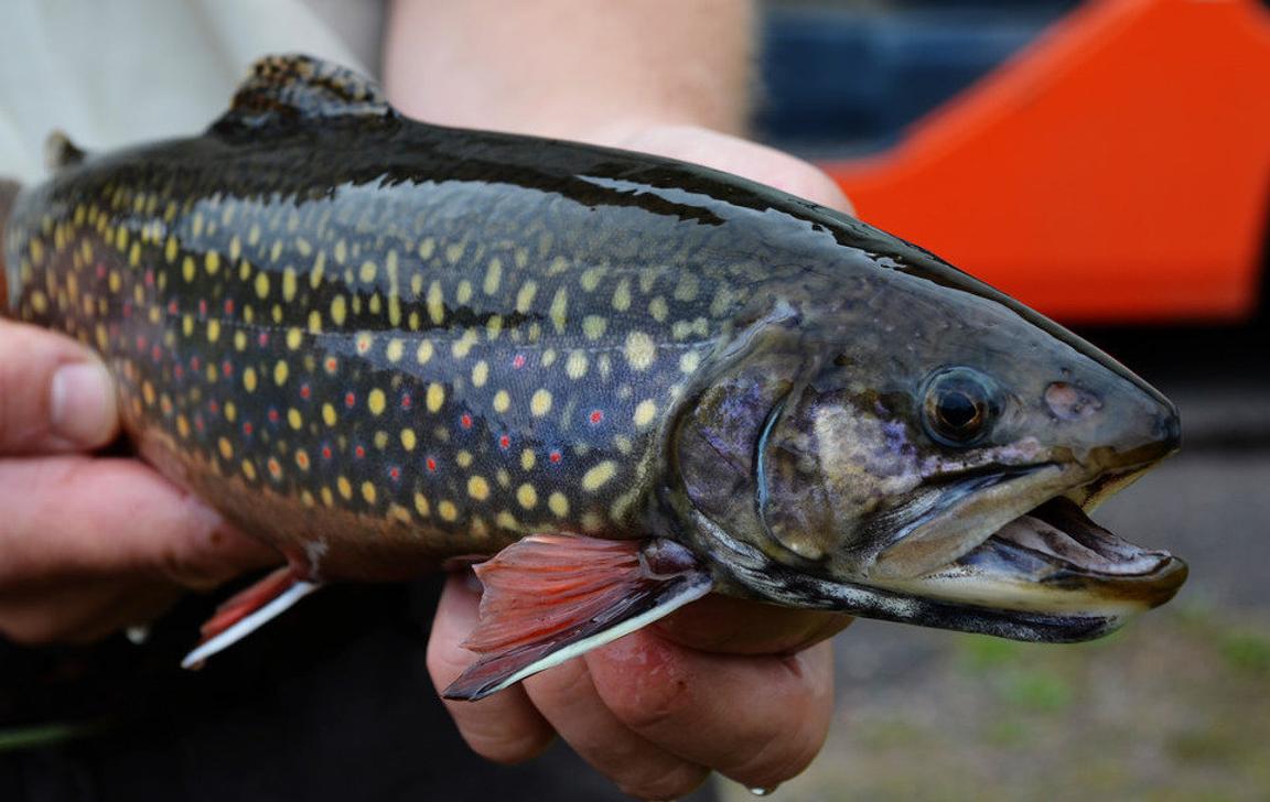 karl-s-fishing-blog-tips-tricks-more-karl-s-bait-tackle