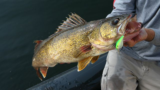 Where To Find, And How To Catch Winter Walleye