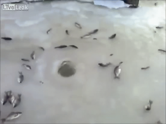 8 Epic Ice Fishing Fails You Must See