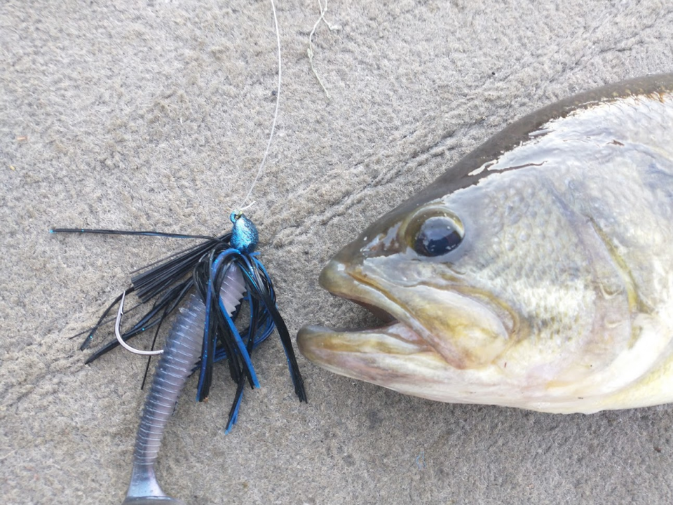 When Do Fish Spawn In The Spring? (9 Species Covered)