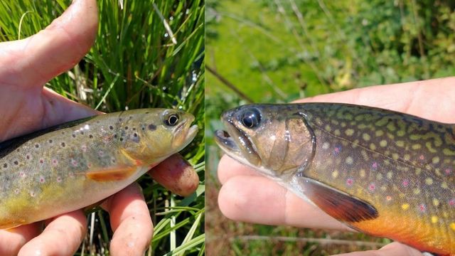 Early Spring Trout Fishing Tips That Work For Any Angler