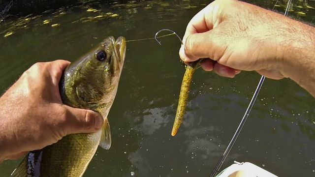 Long Live Dead Sticking: The Art Of Dead Sticking For Bass