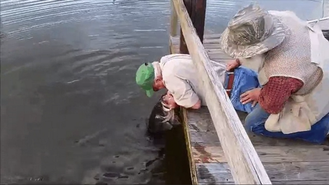 Grandpa Catches Huge Bass With His Bare Hands