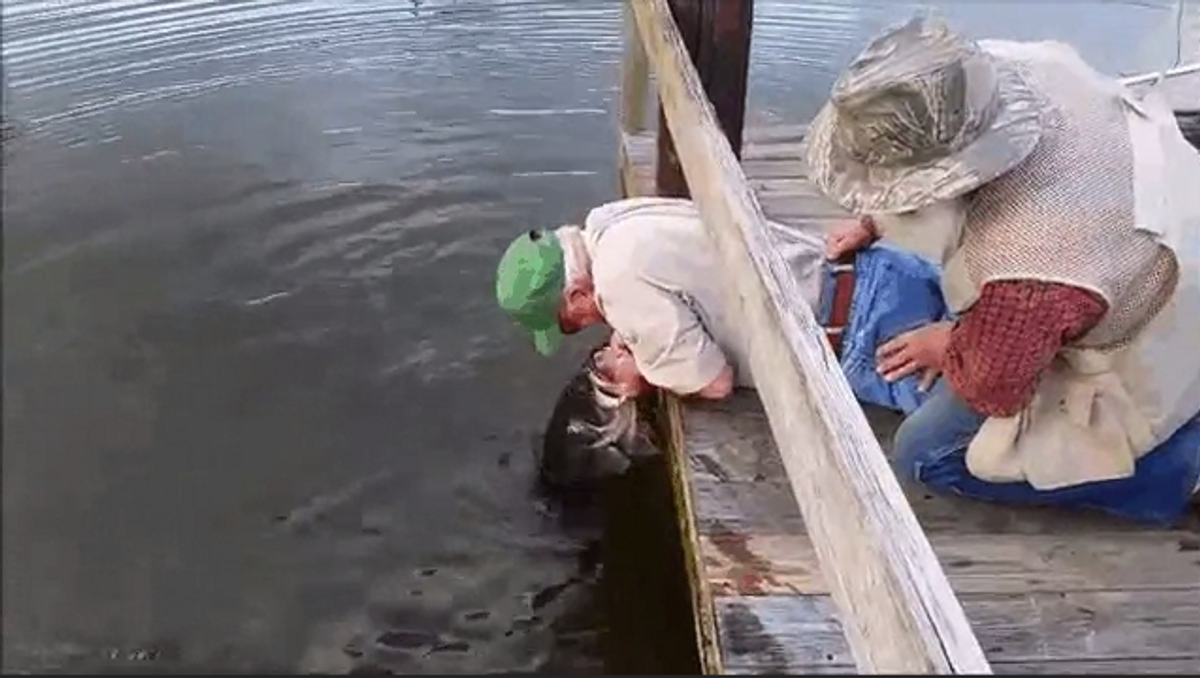 Grandpa Catches Huge Bass With His Bare Hands