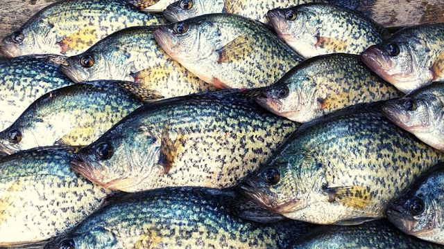 Fall Fishing For Crappie: 10 Tips You Need To Know