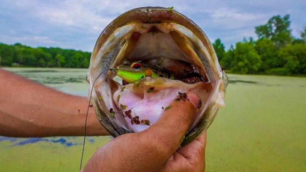 Reminder: Why You Need To Be Frog Fishing Bass In HEAVY Cover