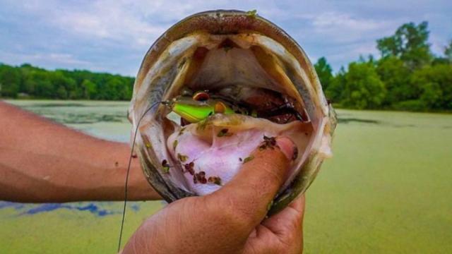 Reminder: Why You Need To Be Frog Fishing Bass In HEAVY Cover