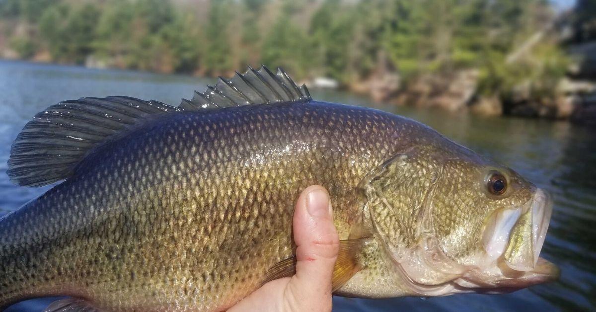 Tim's Hot Tips: Fishing For Spawning Largemouth Up North