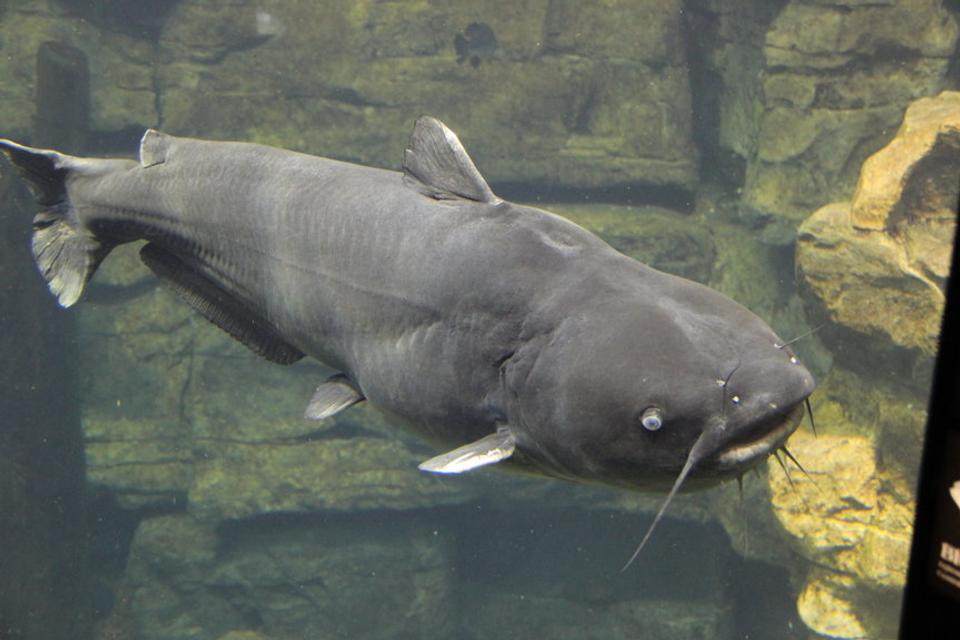 10 Catfishing Tips For Any Angler