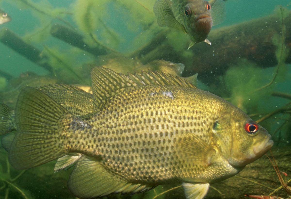 Rock Bass 101: How To Catch The Under Appreciated Panfish