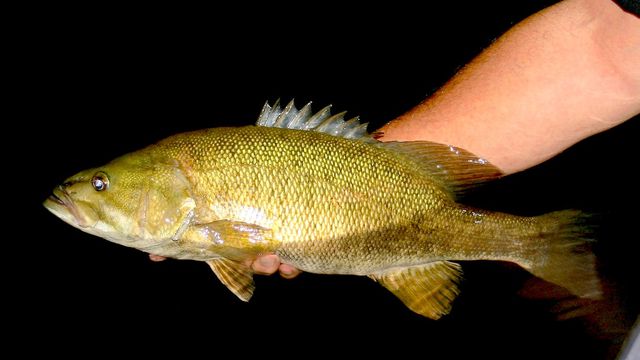 5 Ways To Catch Bass In Hot water