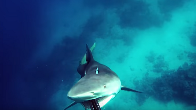 Spearfisherman BARELY Escapes An Angry Bull Shark Attack