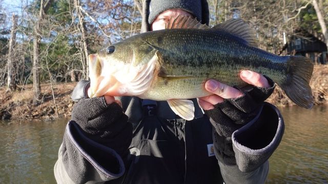 How To Find Winter Largemouth Bass In Open Water