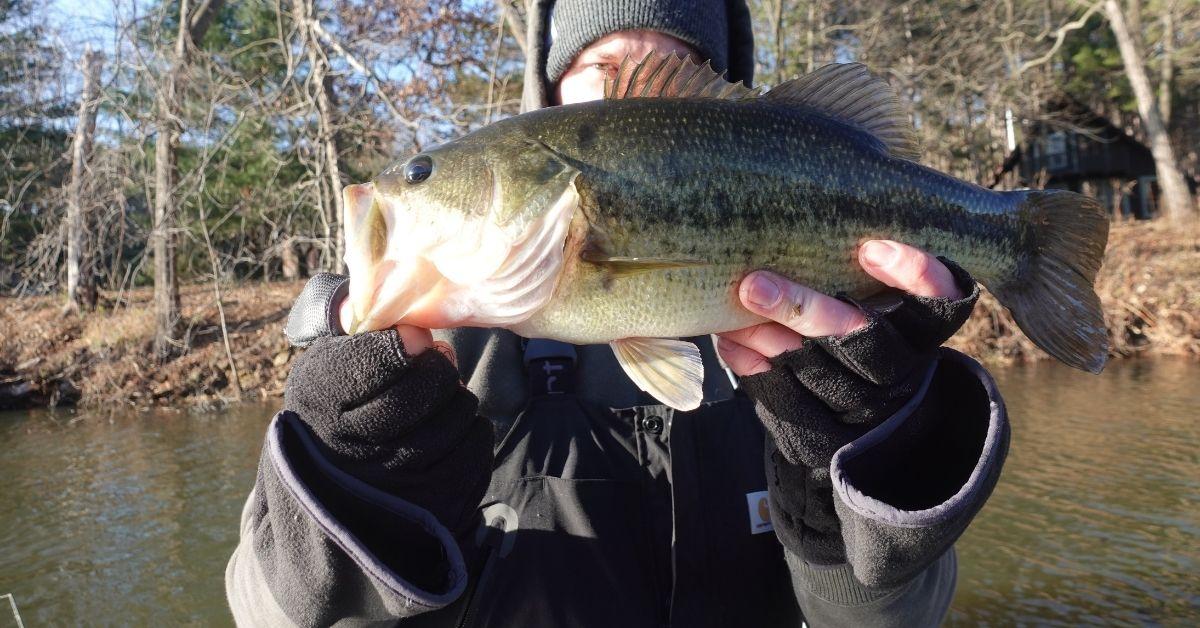 How To Find Winter Largemouth Bass In Open Water