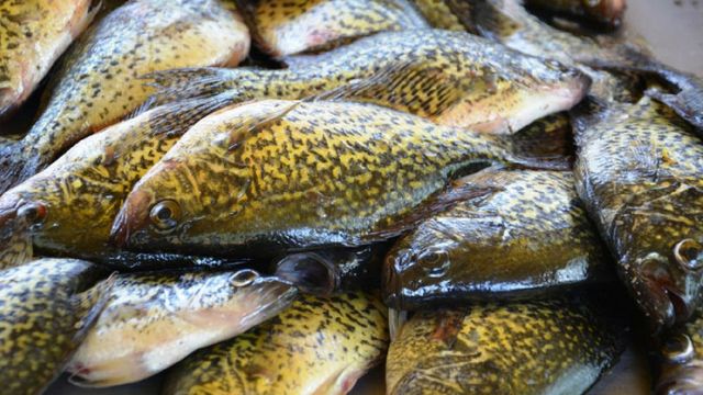 Wisconsin Angler Fined $25,000 For Hoarding 2,500 Panfish